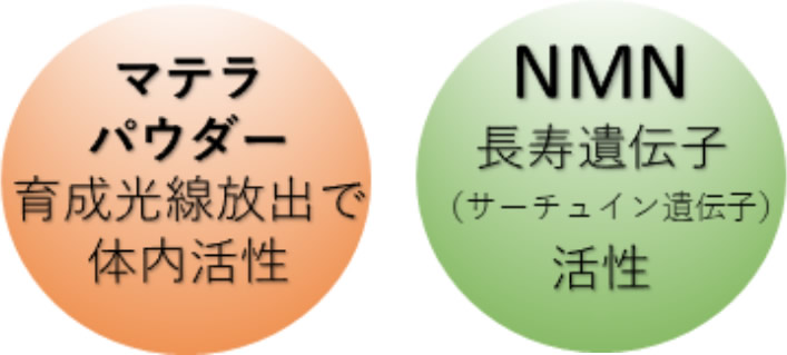【マテラパウダー】育成光線放出で体内活性【NMN】長寿遺伝子(サーチュイン遺伝子)活性