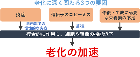 老化に関わるつの要因【炎症】【遺伝子のコピーミス】【修復・生成に必要な栄養素の不足】複合的に作用し、細胞や組織の機能低下→老化の加速